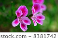 一朵花 8381742