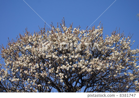 它聞到了白梅子的味道。 它聞到了白梅子的味道。 8381747