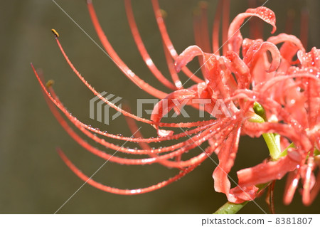 Up of red cluster amaryllis Up of red cluster amaryllis 8381807