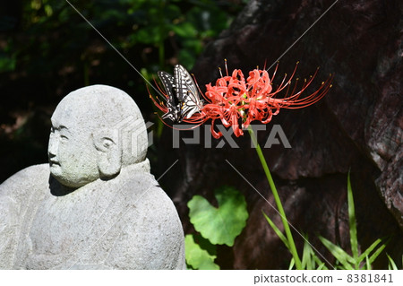 Swallowtail butterflies stopping in red cluster amarillas and Rakan Swallowtail butterflies stopping in red cluster amarillas and Rakan 8381841