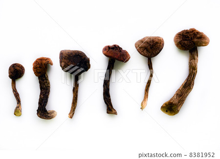Dried mushroom. 8381952