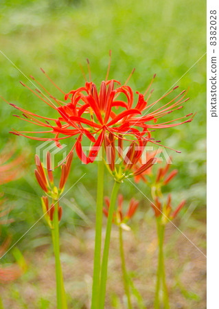 Cluster amaryllis Cluster amaryllis 8382028