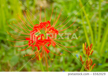 Cluster amaryllis Cluster amaryllis 8382029