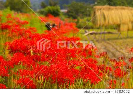 Cluster amaryllis Cluster amaryllis 8382032
