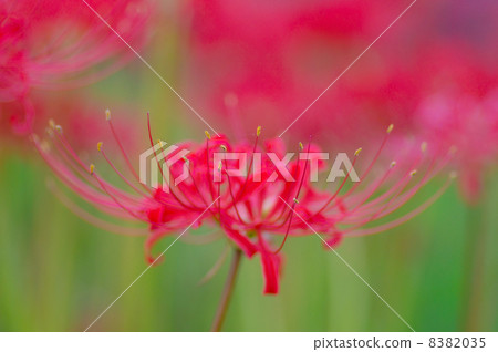 Cluster amaryllis Cluster amaryllis 8382035
