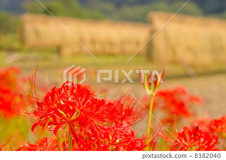 Cluster amaryllis Cluster amaryllis 8382040