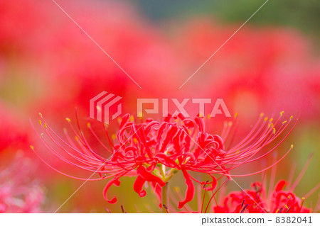 Cluster amaryllis Cluster amaryllis 8382041