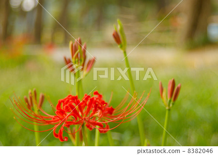 Cluster amaryllis Cluster amaryllis 8382046