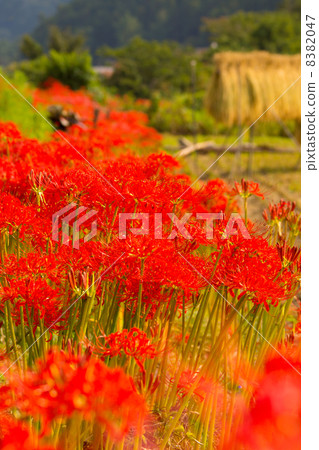 Cluster amaryllis Cluster amaryllis 8382047