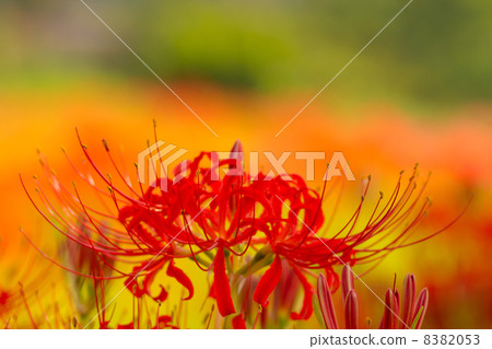 Cluster amaryllis Cluster amaryllis 8382053