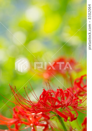 Cluster amaryllis Cluster amaryllis 8382064