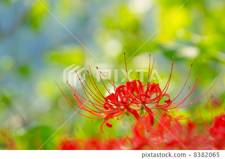 Cluster amaryllis Cluster amaryllis 8382065