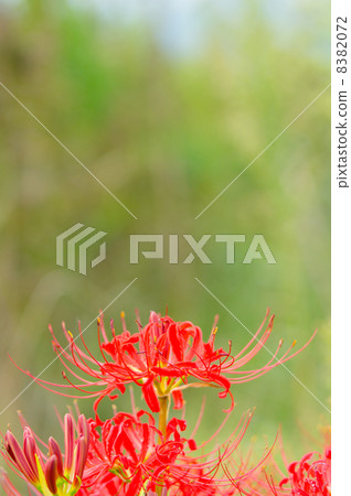 Cluster amaryllis Cluster amaryllis 8382072