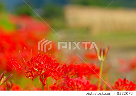 Cluster amaryllis Cluster amaryllis 8382073