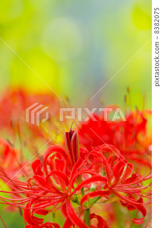 Cluster amaryllis Cluster amaryllis 8382075