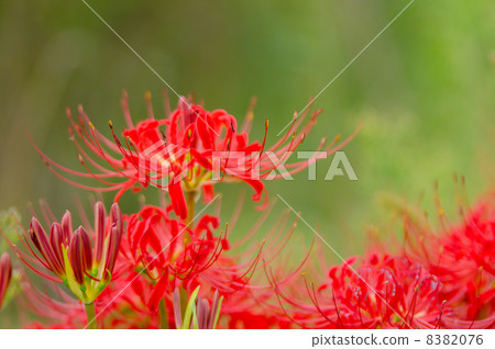 Cluster amaryllis Cluster amaryllis 8382076