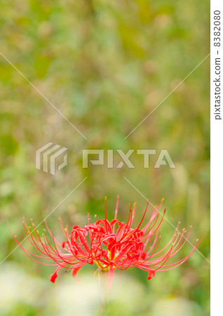 Cluster amaryllis Cluster amaryllis 8382080