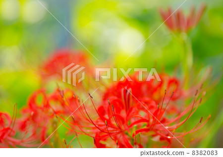 Cluster amaryllis Cluster amaryllis 8382083