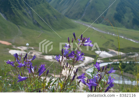 Campanula Wild flower 8382116