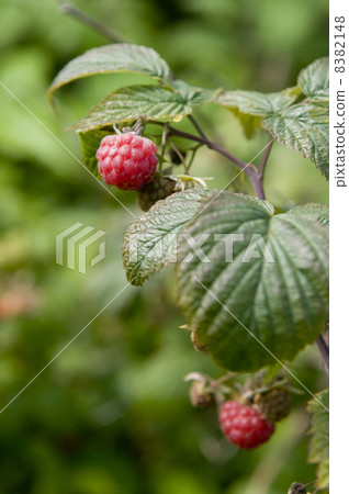 .raspberry .raspberry 8382148