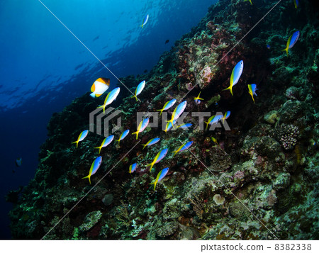 Flock of awkward Flock of awkward 8382338