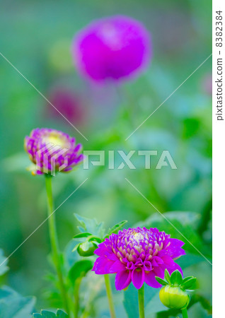 Dahlia Dahlia 8382384
