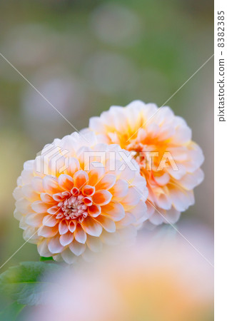 Dahlia Dahlia 8382385