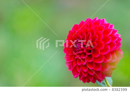 Dahlia 8382399