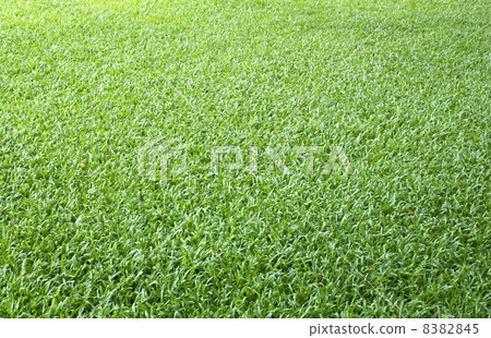 Golf course. Golf course. 8382845