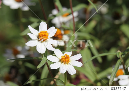 Zinia · Linearis 8387347