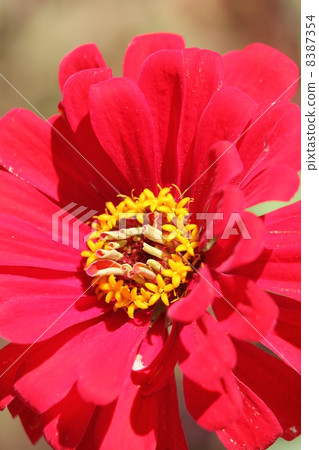 Zinia Elegance 8387354