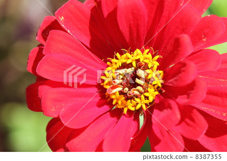 Zinia Elegance 8387355