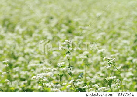 Buckwheat flowers 8387541