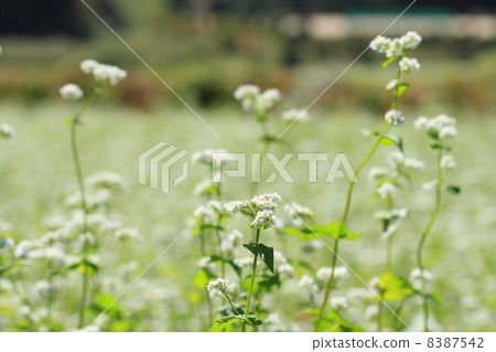蕎麥花 8387542
