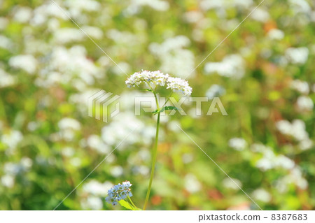 Buckwheat flowers 8387683