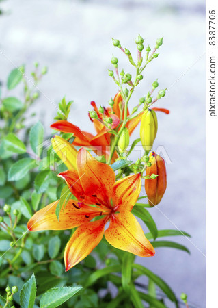 orange lilies blooming on a bed of flowers 8387706