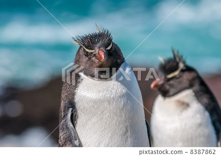 rockhopper penguins 8387862
