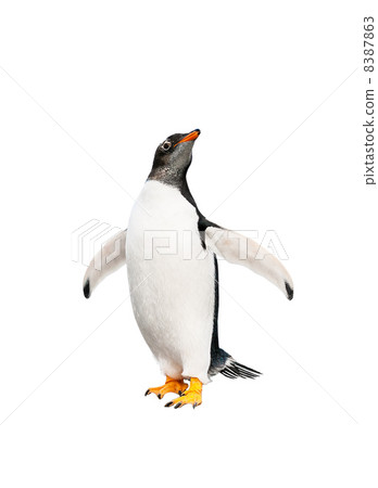 gentoo penguin over white background gentoo penguin over white background 8387863