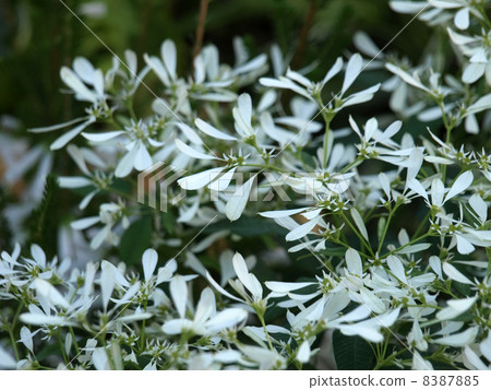 Euphorbia · Shirayukihime 8387885