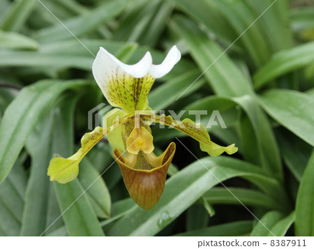 Paphiopedilum Leeanam Paphiopedilum Leeanam 8387911