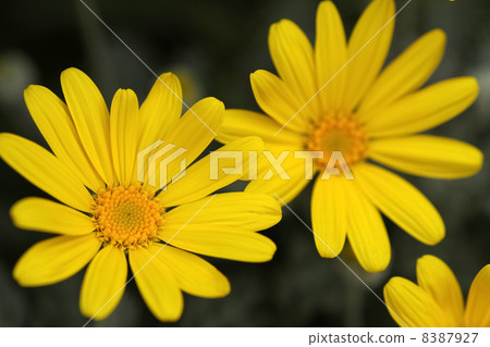 朱利葉斯黛西 8387927