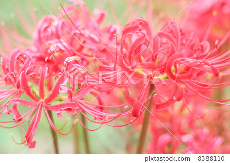 群集孤挺花 群集孤挺花 8388110