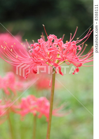 群集孤挺花 群集孤挺花 8388111