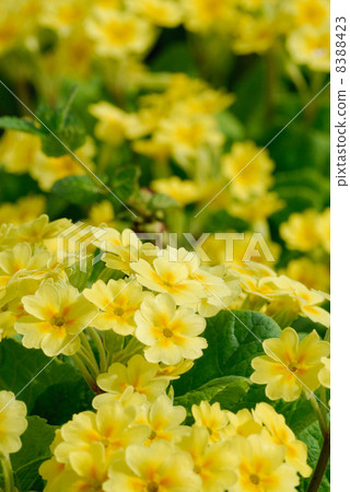 Yellow flower Yellow flower 8388423