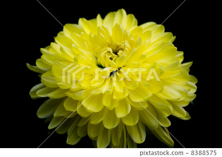 菊花 8388575