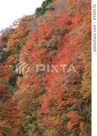 深鞦韆葉Umeagase谷 深鞦韆葉Umeagase谷 8388576