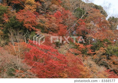 深鞦韆葉Umeagase谷 8388577