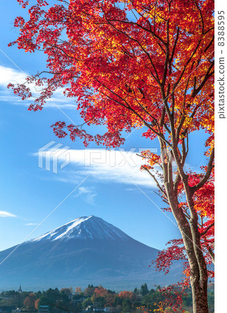 Fuji and Mt. Fuji Fuji and Mt. Fuji 8388595