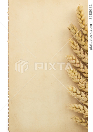 wheat ears on white 8388681