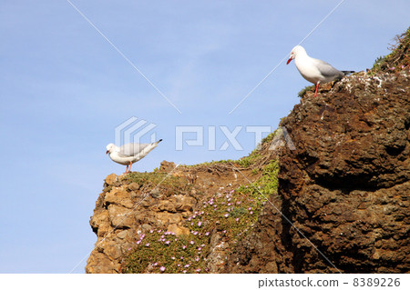 Seabird ginkgo gull Seabird ginkgo gull 8389226